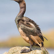 Pelagic Cormorant